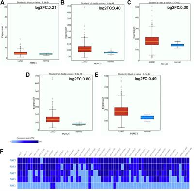 Evaluating the Prognostic and Therapeutic Potentials of the Proteasome 26S Subunit, ATPase (PSMC) Family of Genes in Lung Adenocarcinoma: A Database Mining Approach